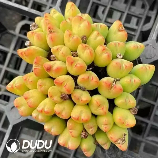 1756126224-1744277144-e201.webp Conophytum Orange Flower Bilobum Clustering - Image 1