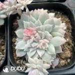 Echeveria Parr Rose Clustering