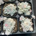 Echeveria Parr Rose Clustering - Image 2