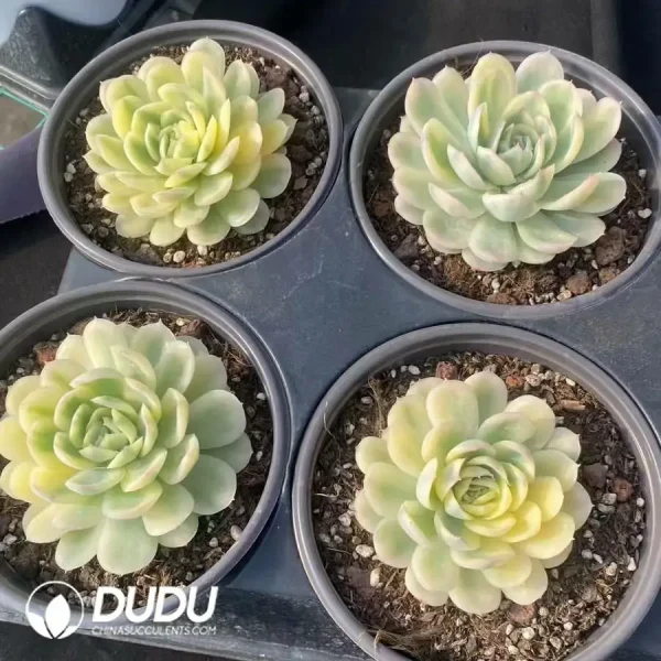 Echeveria Ice Strawberry Variegated - Image 2