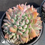 Echeveria Mello Clustering - Image 2