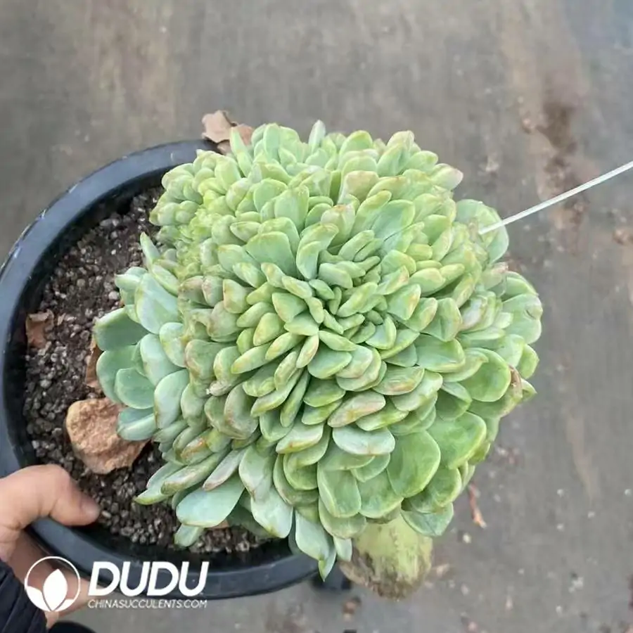 1756126239-1744277185-e201.webp Echeveria Big Lollipop Clustering (Grafted) - Image 1