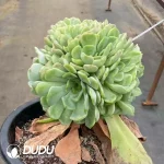 Echeveria Big Lollipop Clustering (Grafted) - Image 2