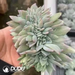 Echeveria Star Mark Cristata
