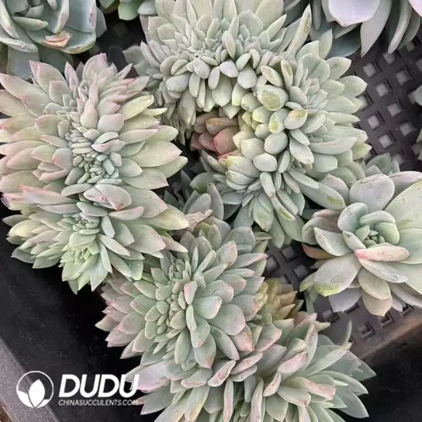 Echeveria Star Mark Cristata - Image 2