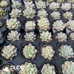 Graptopetalum Miul Variegated - Image 2