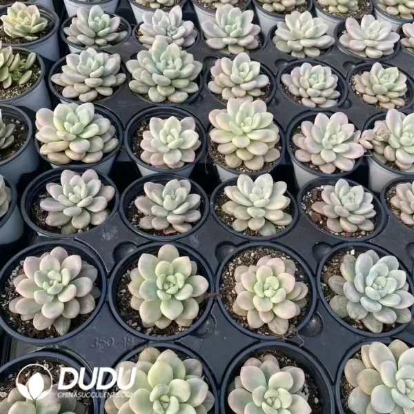 1756126252-1744277214-e202.webp Graptopetalum Miul Variegated - Image 2