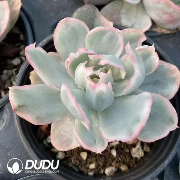 1756126258-1744277225-e201.webp Echeveria Berkeley Variegated - Image 1