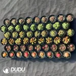 54pcs AA Conophytum Collocation