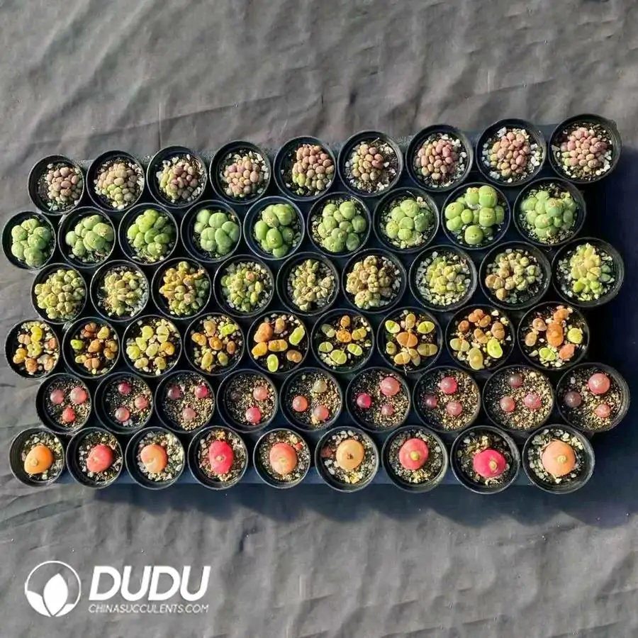 1756126265-1744277241-e201.webp 54pcs AA Conophytum Collocation - Image 1