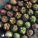 54pcs AA Conophytum Collocation - Image 2