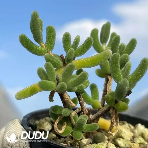 Dicrocaulon Love leaf - Image 1