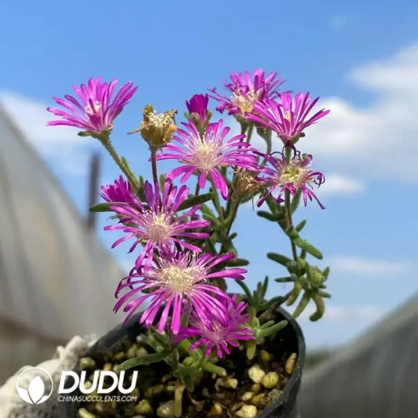 Dicrocaulon Love leaf - Image 3