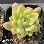 Sedum clavatum R.T.Clausen Variegated