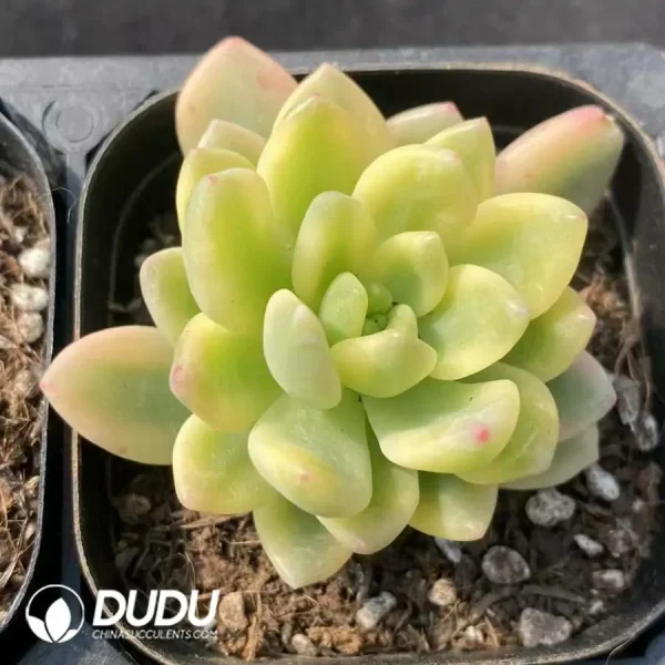 Sedum clavatum R.T.Clausen Variegated - Image 1