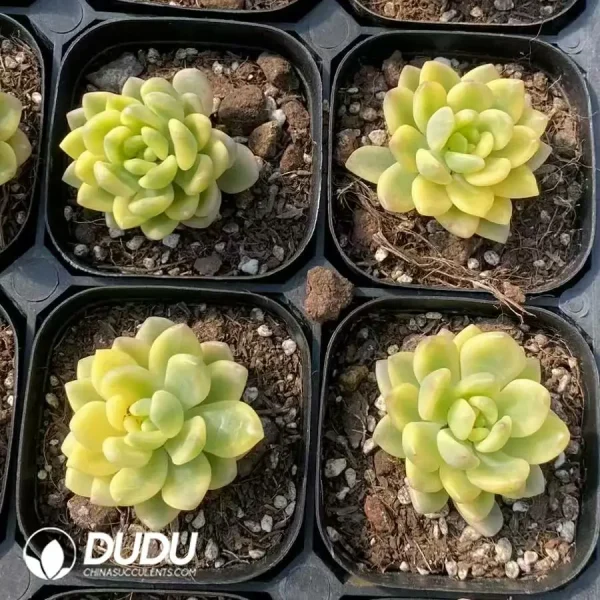 Sedum clavatum R.T.Clausen Variegated - Image 2