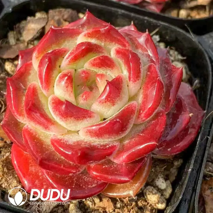 1756126277-1744277267-e201.webp Echeveria Wenjin (Single and double random) - Image 1