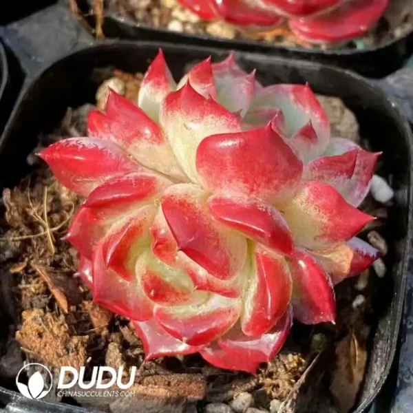 Echeveria Wenjin (Single and double random) - Image 2