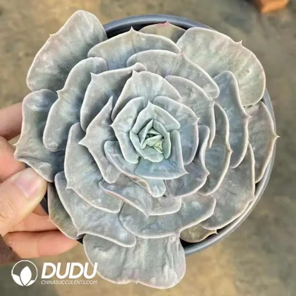 1756126279-1744277272-e201.webp Echeveria Star Lola - Image 1