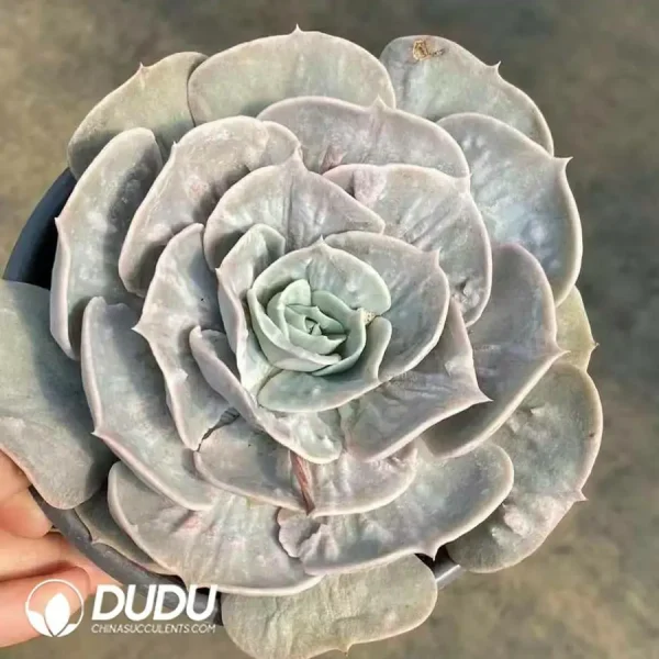 Echeveria Star Lola - Image 2