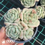 Sedeveria Pudgye Clustering