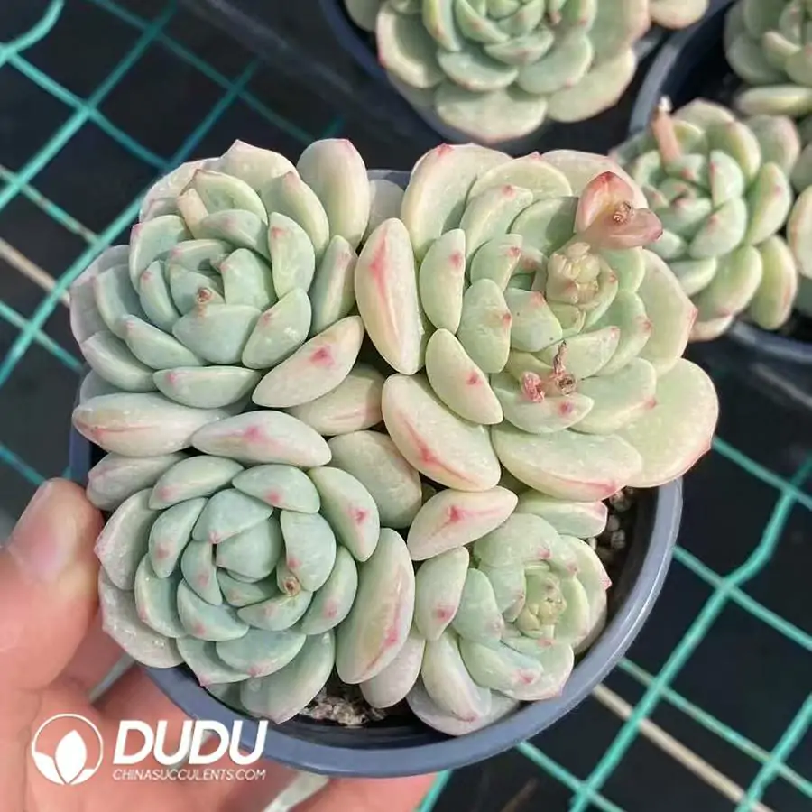 1756126285-1744277296-e201.webp Sedeveria Pudgye Clustering - Image 1