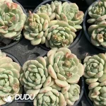 Sedeveria Pudgye Clustering - Image 2