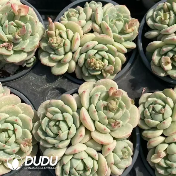 Sedeveria Pudgye Clustering - Image 2