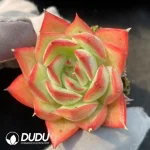 Echeveria Soilless Baolian Lamp