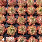 Echeveria Soilless Baolian Lamp - Image 2