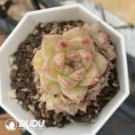54pcs Echeveria Ann-071 Clustering
