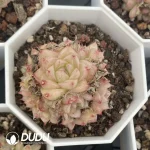 54pcs Echeveria Ann-071 Clustering - Image 2