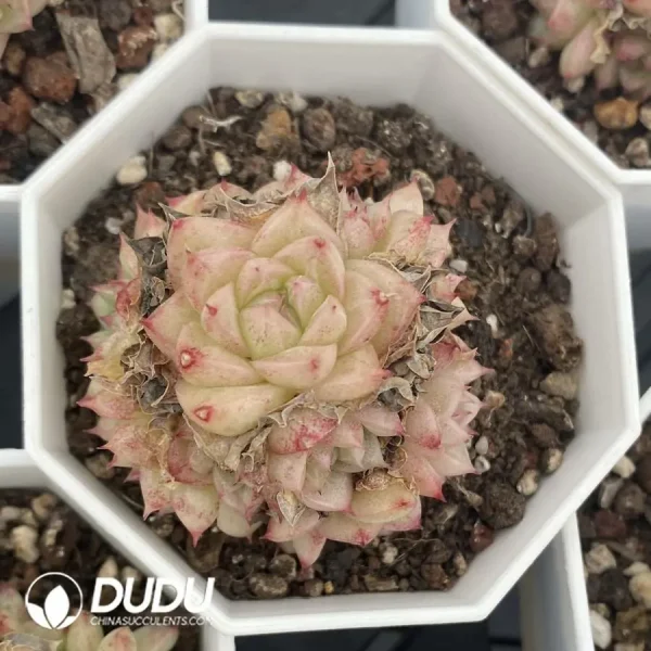 54pcs Echeveria Ann-071 Clustering - Image 2