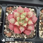 54pcs Echeveria Longissima With Tumors