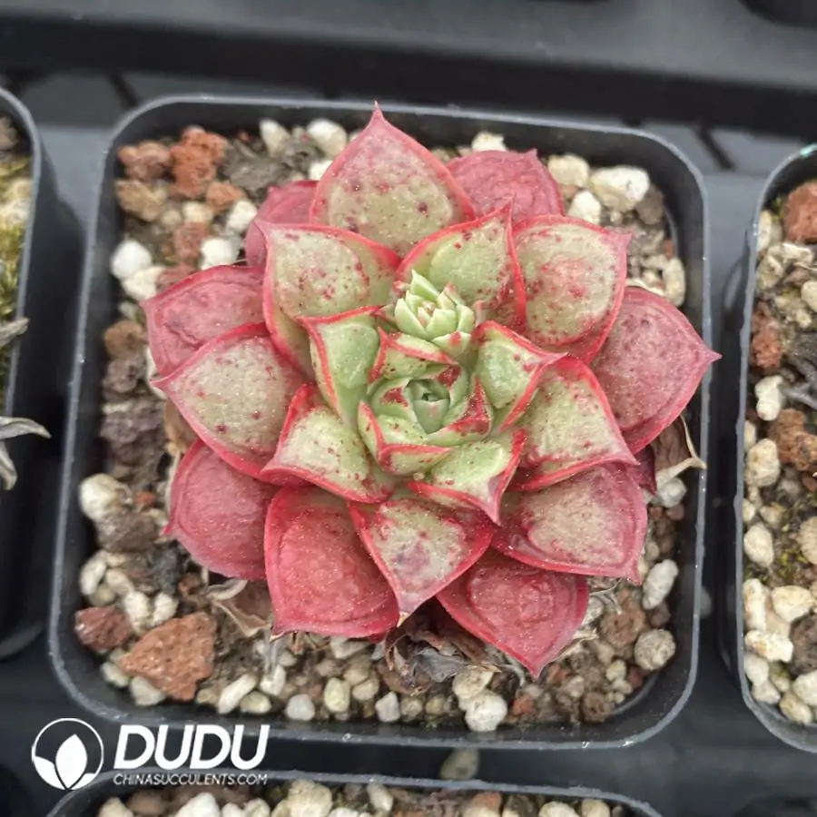 1756126300-1744277334-e201.webp 54pcs Echeveria Longissima With Tumors - Image 1