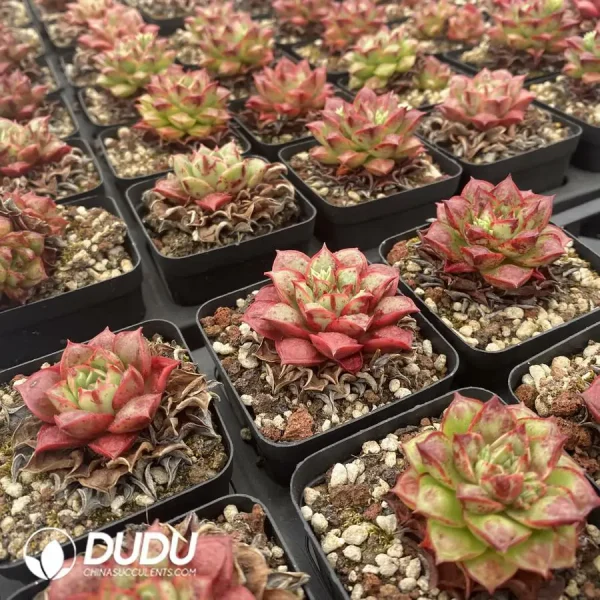 54pcs Echeveria Longissima With Tumors - Image 2