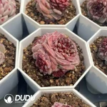 54pcs Echeveria Ann 097 Clustering - Image 2