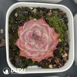 54pcs Echeveria Ann 081 Clustering