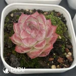 54pcs Echeveria Ann 081 Clustering - Image 2