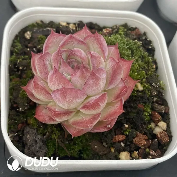 54pcs Echeveria Ann 081 Clustering - Image 2