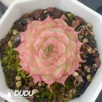 54pcs Echeveria Ann123