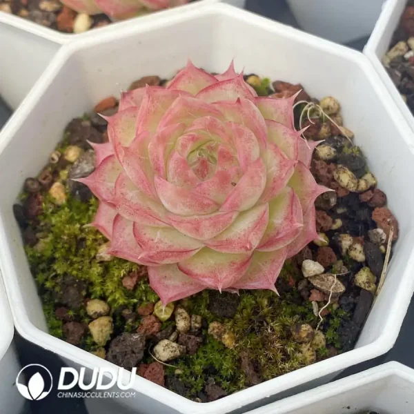 54pcs Echeveria Ann123 - Image 2