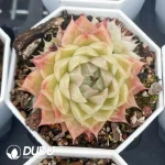 54 pcs Echeveria VAAN-31