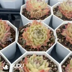 54 pcs Echeveria VAAN-31 - Image 2