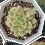 54pcs Echeveria Thunderbird