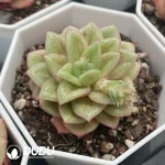 54pcs Echeveria Thunderbird - Image 2