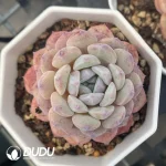 54pcs Echeveria Monroe Laui