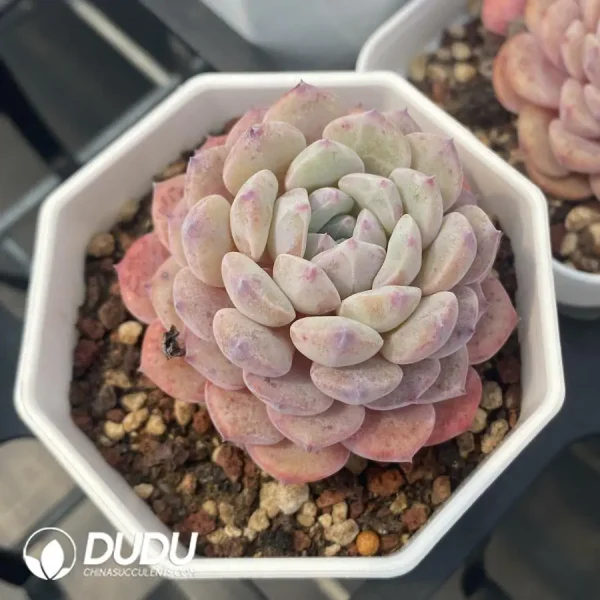 54pcs Echeveria Monroe Laui - Image 2