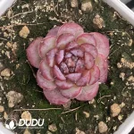54pcs Echeveria WA-35