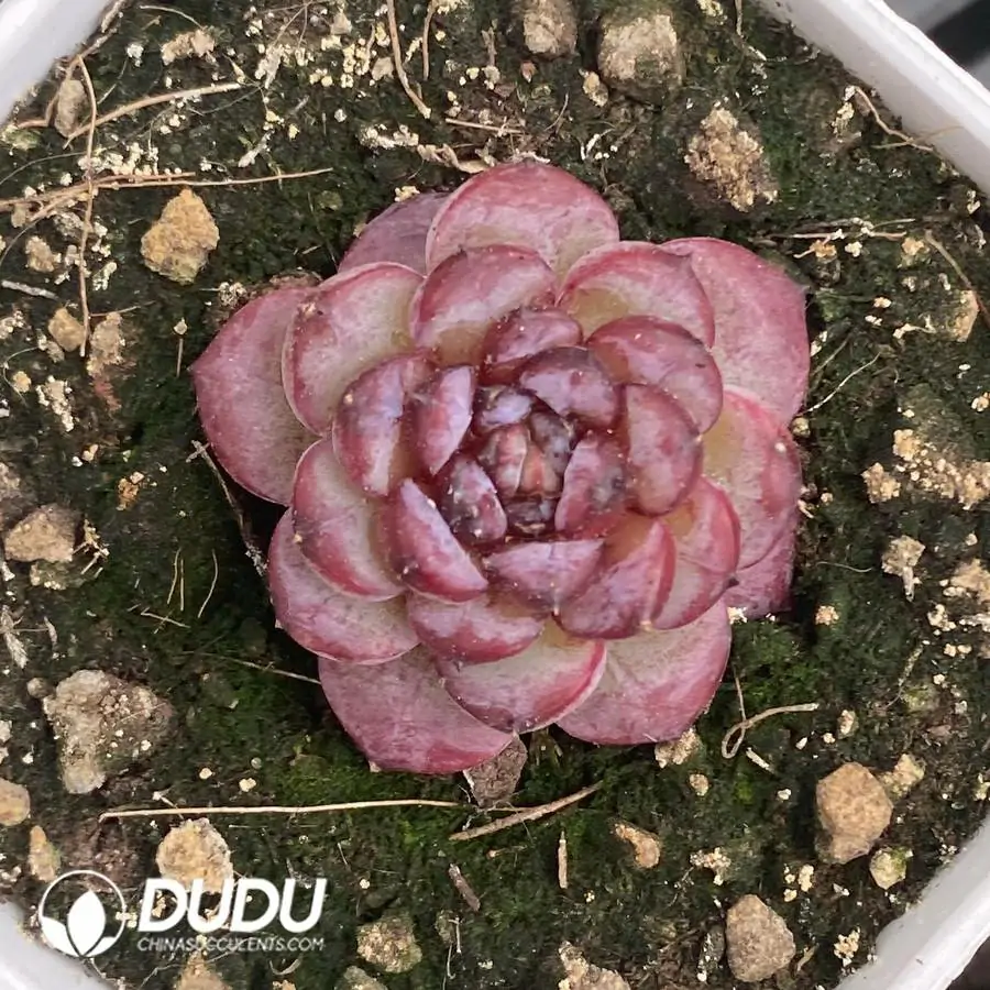 1756126342-1744277434-e201.webp 54pcs Echeveria WA-35 - Image 1